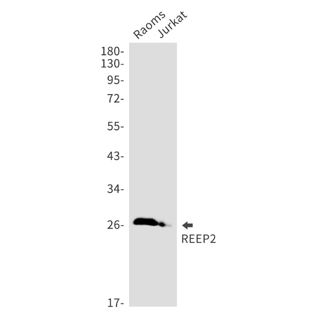 REEP2 Antibody in Western Blot (WB)