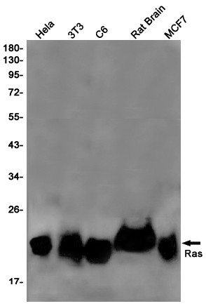 N-Ras Antibody in Western Blot (WB)