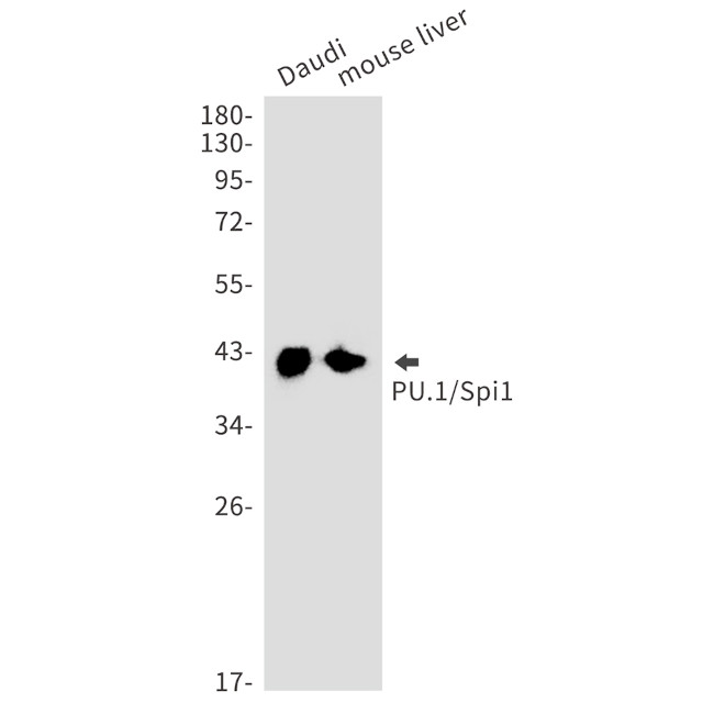 PU.1 Antibody in Western Blot (WB)