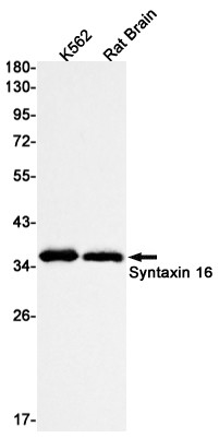 STX16 Antibody in Western Blot (WB)