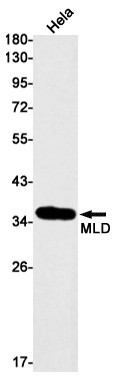DEGS1 Antibody in Western Blot (WB)
