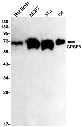 CPSF6 Antibody in Western Blot (WB)