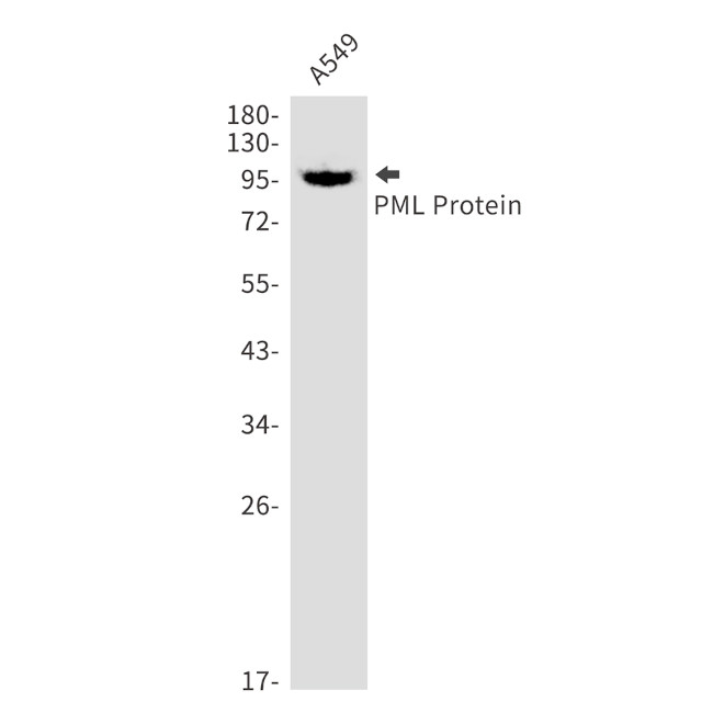 PML Antibody in Western Blot (WB)