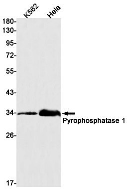 PPA1 Antibody in Western Blot (WB)