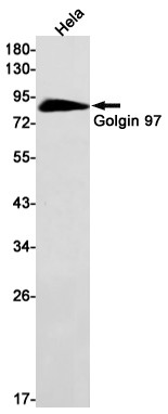 Golgin-97 Antibody in Western Blot (WB)