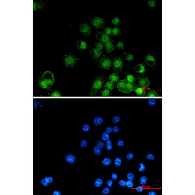 RXRA Antibody in Immunocytochemistry (ICC/IF)