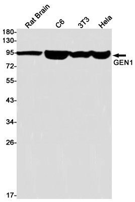 GEN1 Antibody in Western Blot (WB)