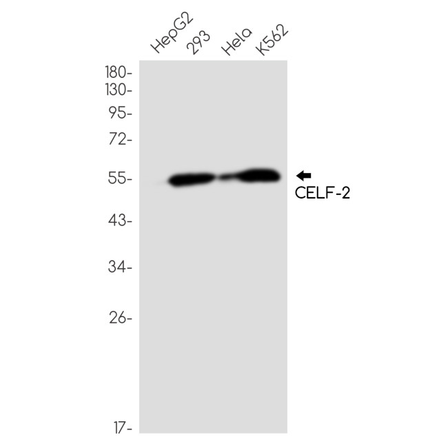 CUG-BP2 Antibody in Western Blot (WB)