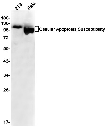 CAS Antibody in Western Blot (WB)