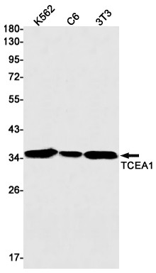 TCEA1 Antibody in Western Blot (WB)