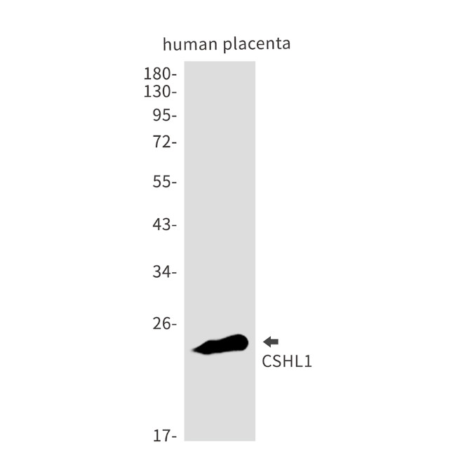 CSHL1 Antibody in Western Blot (WB)