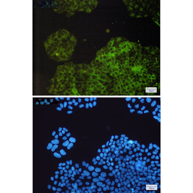 RAP1GAP Antibody in Immunocytochemistry (ICC/IF)