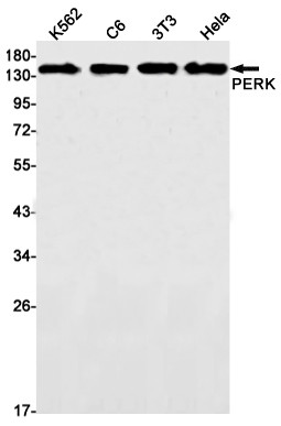 PERK Antibody in Western Blot (WB)