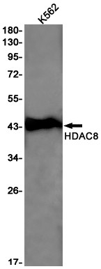 HDAC8 Antibody in Western Blot (WB)