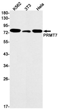 PRMT7 Antibody in Western Blot (WB)
