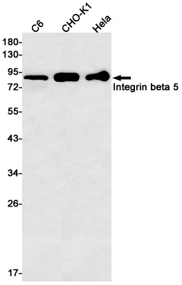 ITGB5 Antibody in Western Blot (WB)