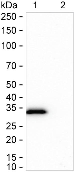 IGFBP-1 Antibody in Western Blot (WB)
