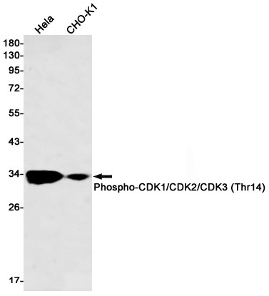 Phospho-CDK1/CDK2/CDK3 (Thr14) Antibody in Western Blot (WB)