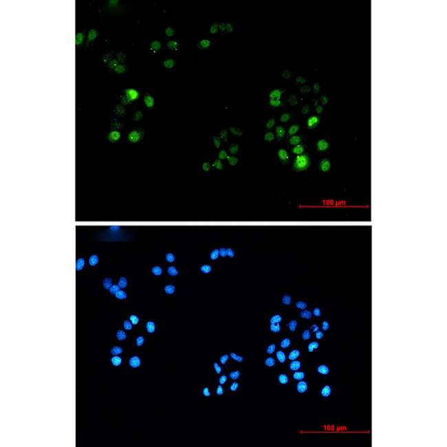 Phospho-PRC1 (Thr481) Antibody in Immunocytochemistry (ICC/IF)