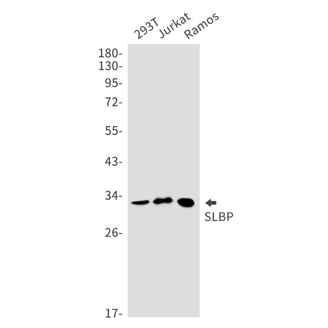 SLBP Antibody in Western Blot (WB)