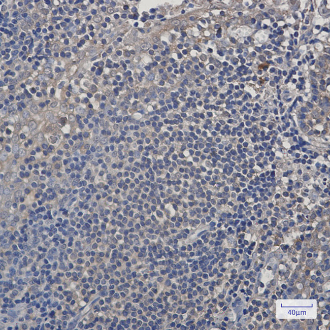 PSMA4 Antibody in Immunohistochemistry (Paraffin) (IHC (P))