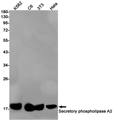 PLA2G2A Antibody in Western Blot (WB)