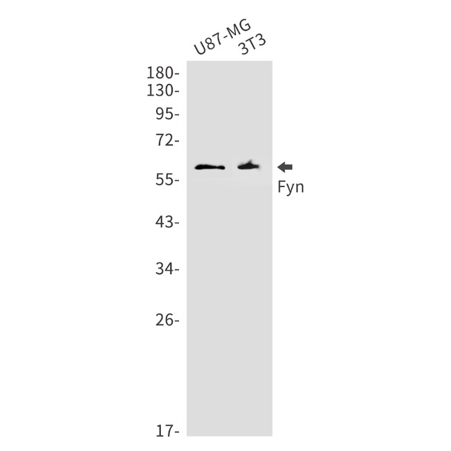 Fyn Antibody in Western Blot (WB)