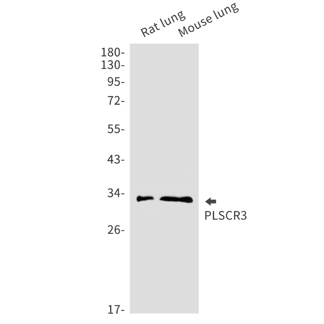 PLSCR3 Antibody in Western Blot (WB)