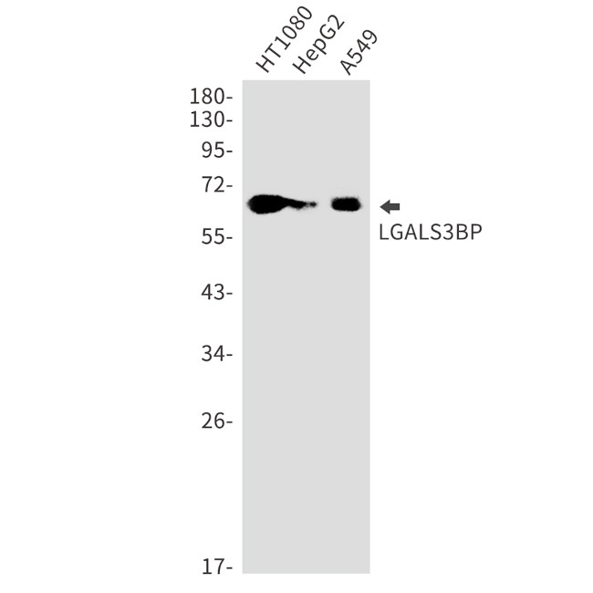 LGALS3BP Antibody in Western Blot (WB)