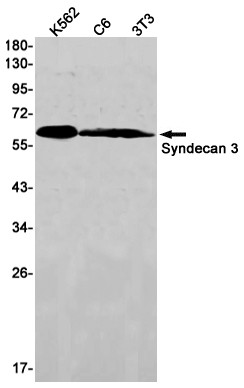 Syndecan 3 Antibody in Western Blot (WB)