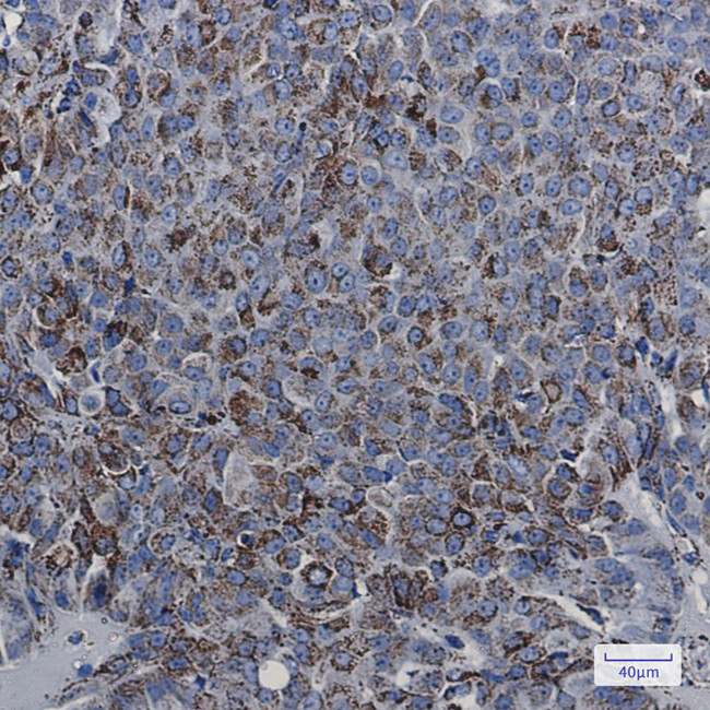MDH2 Antibody in Immunohistochemistry (Paraffin) (IHC (P))