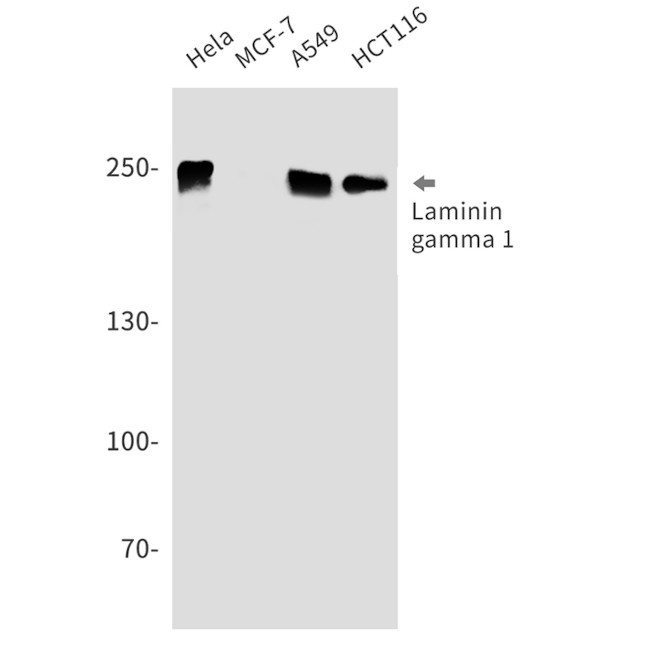 Laminin gamma-1 Antibody in Western Blot (WB)