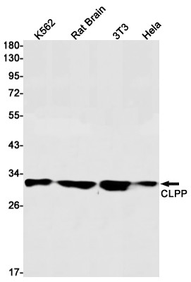CLPP Antibody in Western Blot (WB)