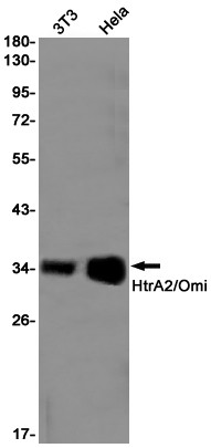 HTRA2 Antibody in Western Blot (WB)