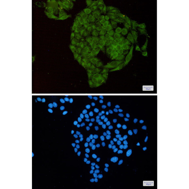 MTH1 Antibody in Immunocytochemistry (ICC/IF)