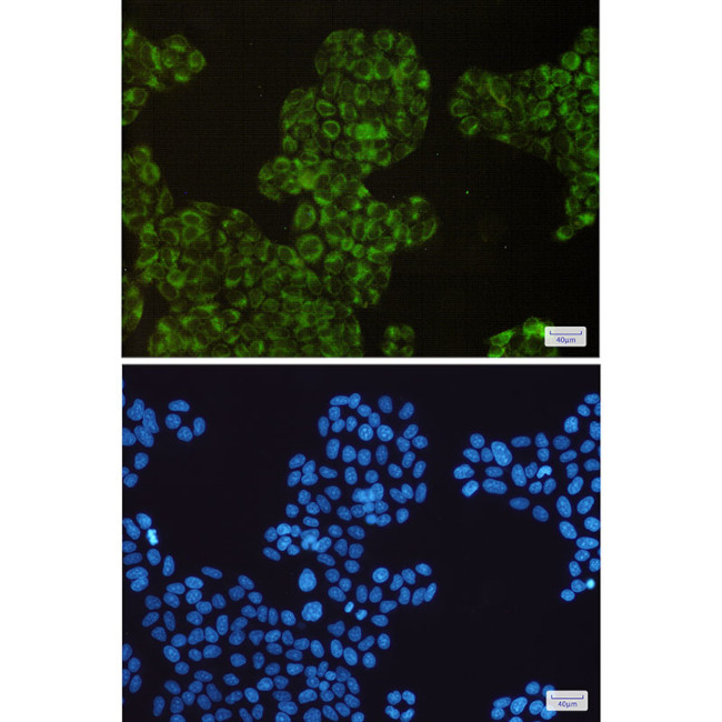 COX1 Antibody in Immunocytochemistry (ICC/IF)
