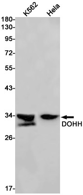 DOHH Antibody in Western Blot (WB)