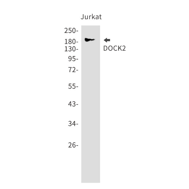 DOCK2 Antibody in Western Blot (WB)
