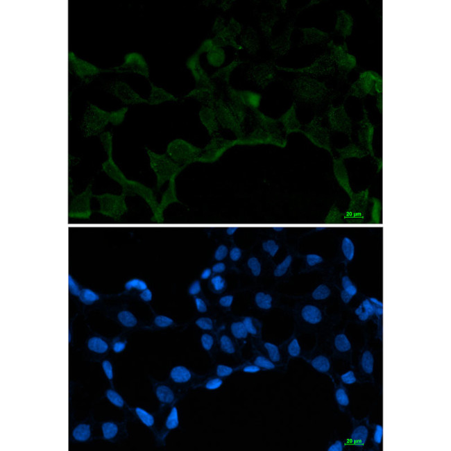 SRSF1 Antibody in Immunocytochemistry (ICC/IF)