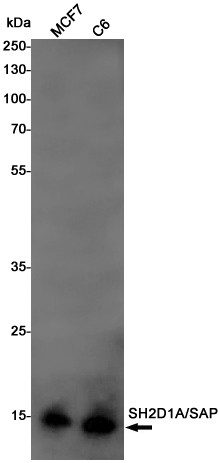 SH2D1A Antibody in Western Blot (WB)