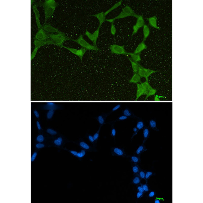 DDX21 Antibody in Immunocytochemistry (ICC/IF)