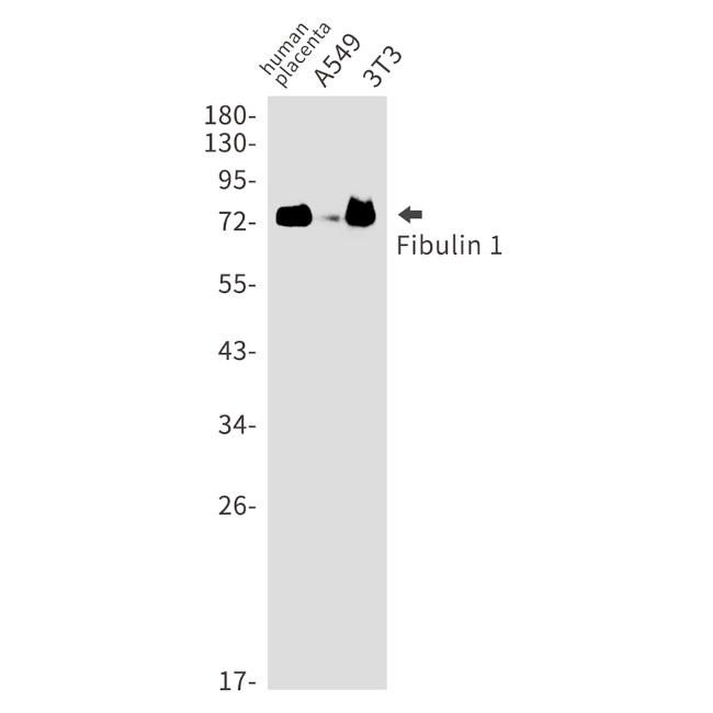 Fibulin 1 Antibody in Western Blot (WB)