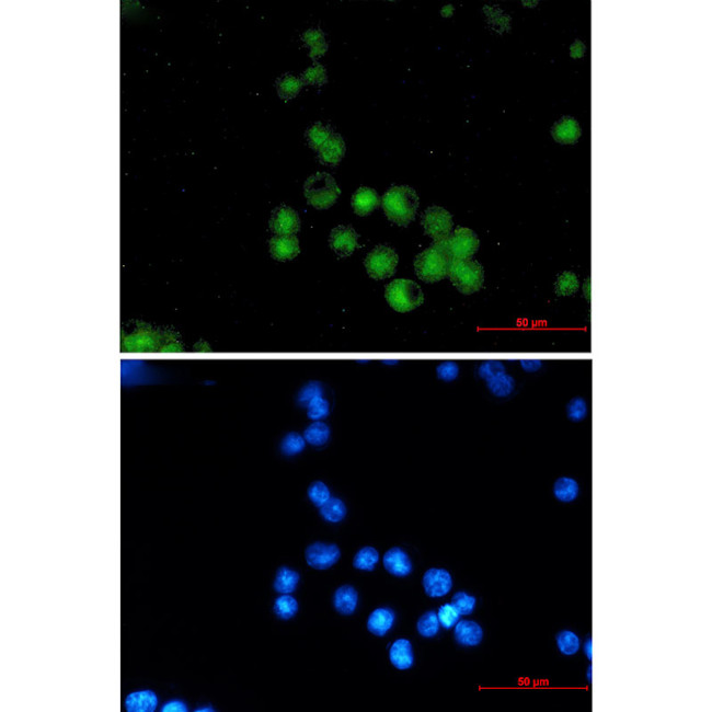 MEF2A Antibody in Immunocytochemistry (ICC/IF)