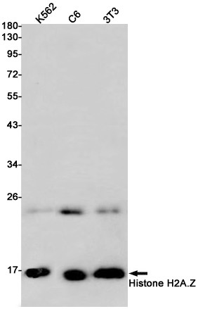 Histone H2A.Z Antibody in Western Blot (WB)