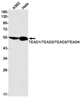 TEAD4 Antibody in Western Blot (WB)