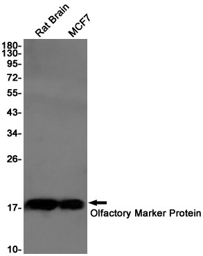 OMP Antibody in Western Blot (WB)