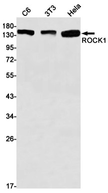 ROCK1 Antibody in Western Blot (WB)