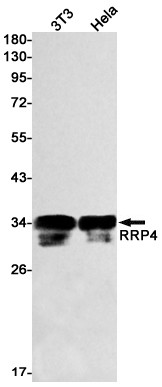 RRP4 Antibody in Western Blot (WB)