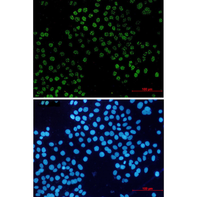 FAM50A Antibody in Immunocytochemistry (ICC/IF)