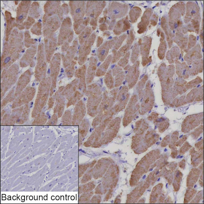 COX6C Antibody in Immunohistochemistry (Paraffin) (IHC (P))